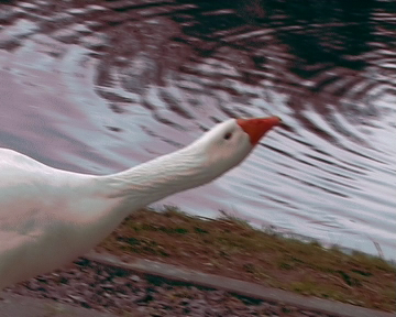 goose food heads2