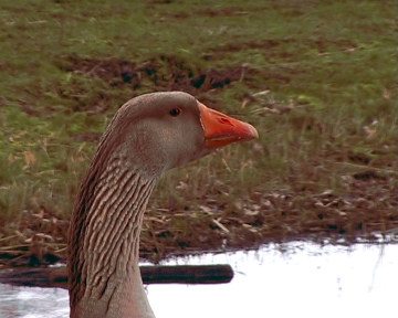 goose food heads6