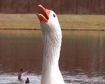 goose head
