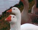 goose food heads8