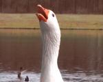 goose head